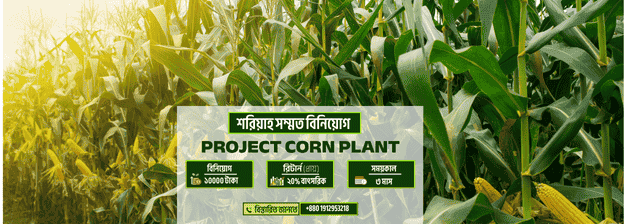 ভুট্টা চারা উৎপাদন প্রজেক্ট (৩ মাসের ইনভেস্টমেন্ট) - ছবি 1